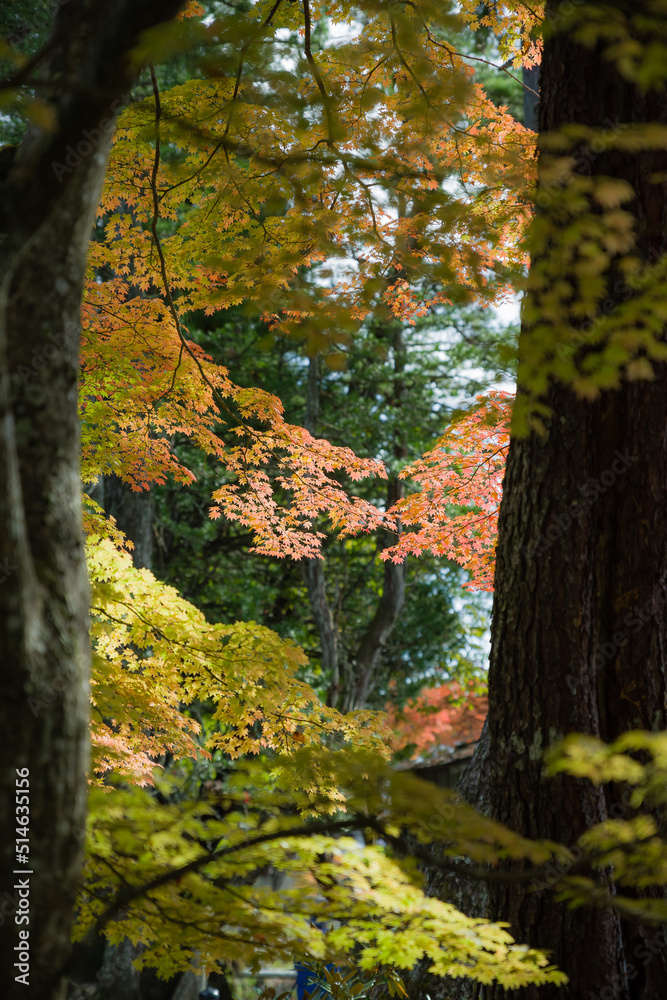 Fototapeta premium 高野山の秋風景