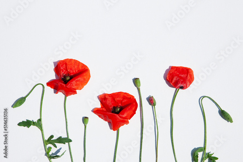 Fototapeta Naklejka Na Ścianę i Meble -  Red poppy flowers on white canvas background. Remembrance day, Veterans day, Anzac day, lest we forget, Memorial Day concept. Copy space. Isolated on white background. Top view 