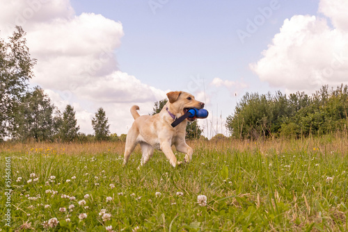 Rennen met speelgoed in bek photo