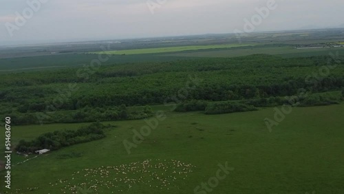Sheep eating grass from a lush green field