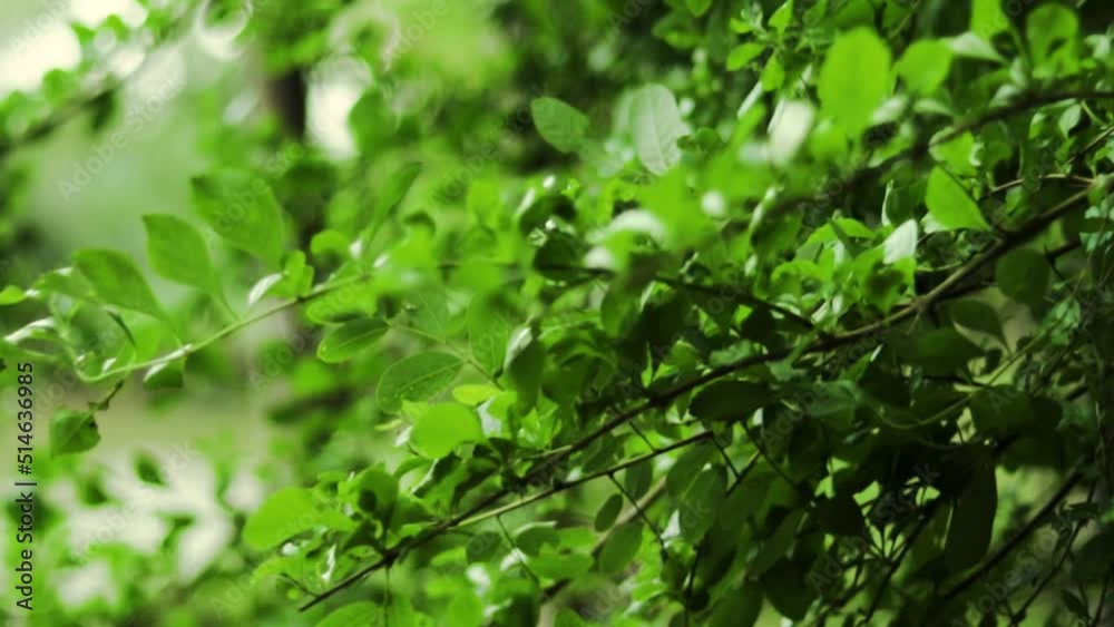 The small beautiful leaf stalks of a wild tree moving rapidly The small beautiful leaf stalks of a wild tree moving rapidly