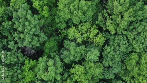 Pan over lush green forest