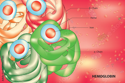 hemoglobin anatomy