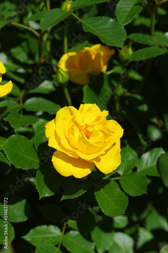 綺麗に咲く黄色のバラ