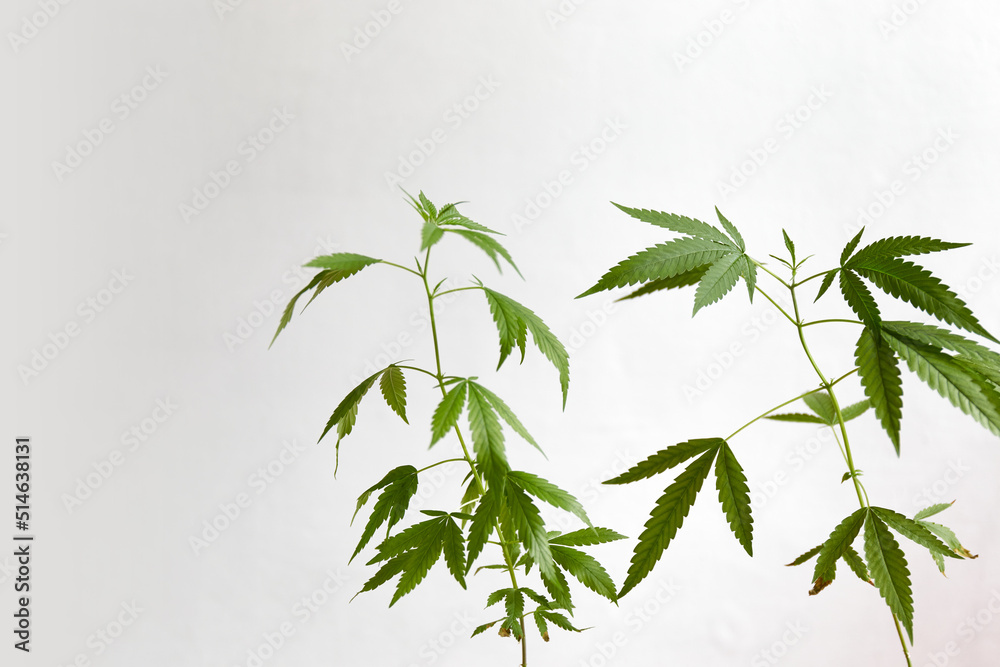 Cannabis home growing. Young healthy marijuana plant in flower pot. CBD for health care with copy space. Original houseplant.