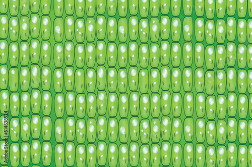 parenchyma tissue (plant tissue)