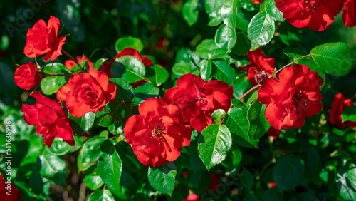Red rose on a background of green leaves.