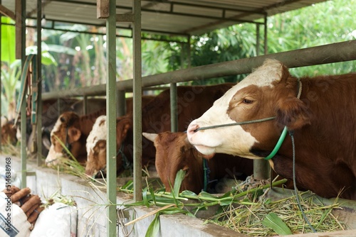 Livestock - Group of cows or cattle are prepared for sacrifices on Eid al-Adha or Eid al-qurban. Bos taurus. photo