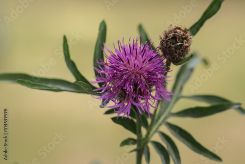 Centaurea nervosa. Fiordaliso di montagna. photo