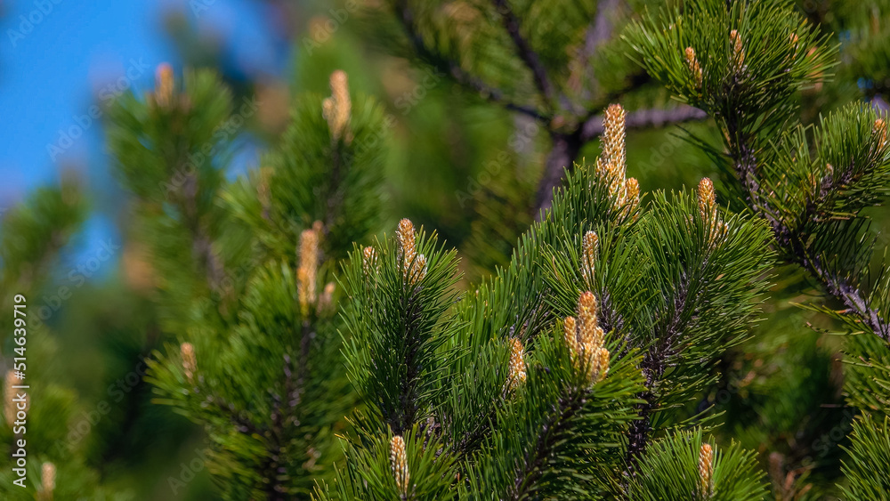 Blooming pine tree branches close up. Detailed view of pine needles and cones. Nature background. Blooming pine tree branches close up. Detailed view of pine needles and cones. Nature background.