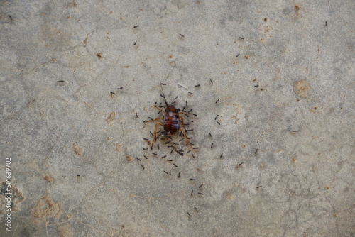 Dead cockroaches surrounded by ants