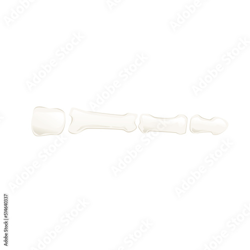 Human finger skeletal structure isolated on white background. Vector illustration of bones and joints