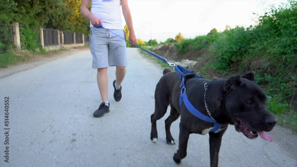 Cane Corso walking on a leash Cane Corso walking on a leash