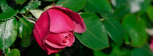 Red rose on a background of green leaves.