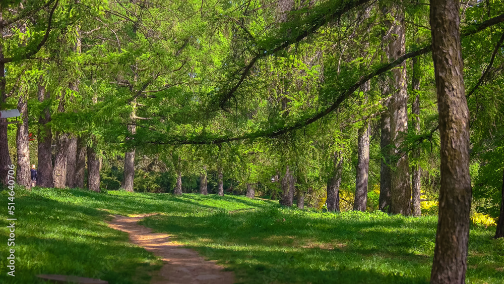 Obraz premium Beautiful view of park with green coniferous trees on a summer day. Majestic nature landscape.