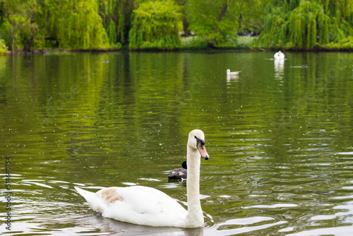 Fototapeta Naklejka Na Ścianę i Meble -  
white swan swimming in a park pond
