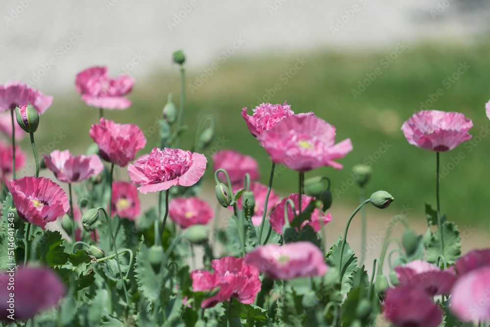 pink flowers