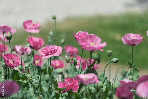 pink flowers © eugen