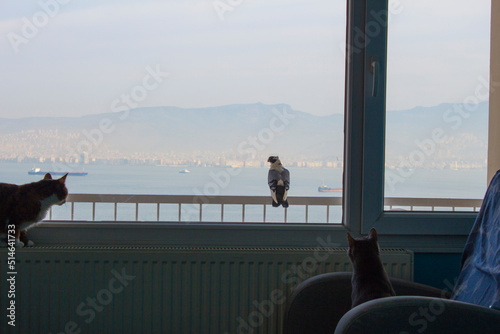 Canvas Print Two cats watch the bird wathcing the sea on their balcony