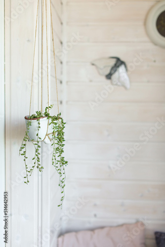 Senecio herreianus in a hanging ceramic planter on a light white balcony. Growing rare succulents at home. photo