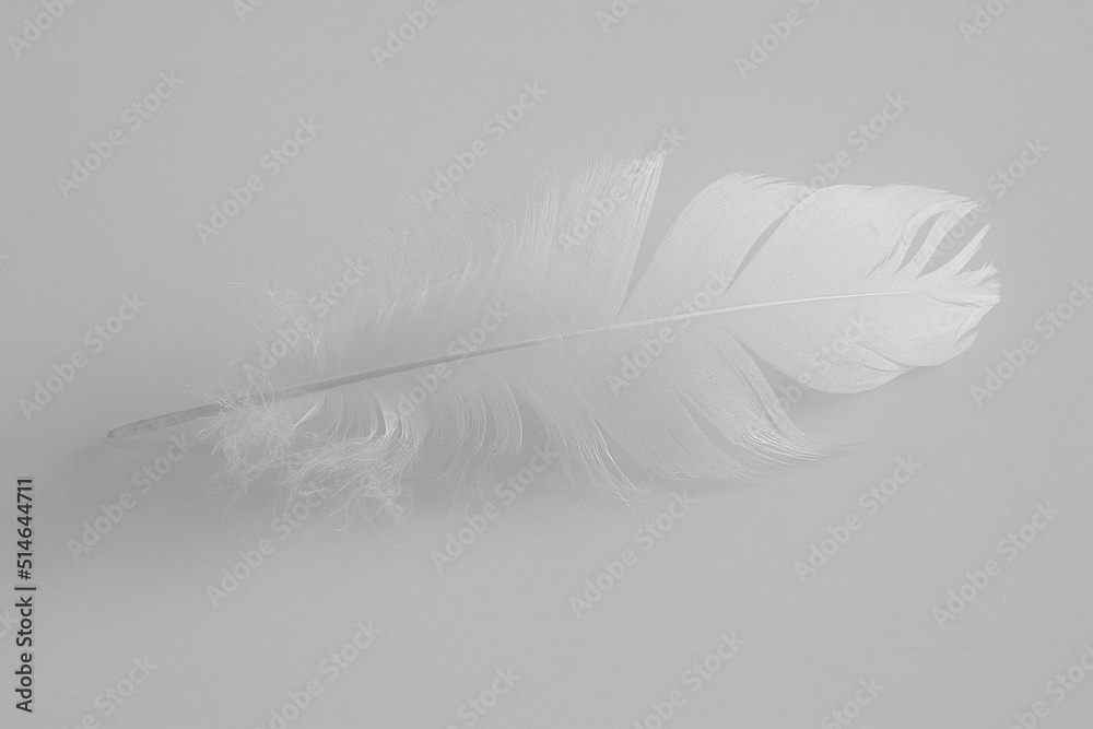 Schwan Feder