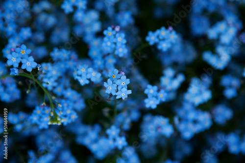 Spring blue flowers. Forget-me-not flowers in garden. Tender spring romantic blooming flowers. Natural background, selective focus, blur, close-up