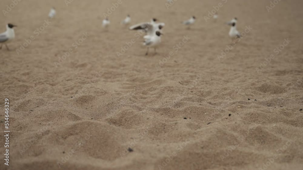 Slow motion seagulls feeding on a beach Slow motion seagulls feeding on a beach