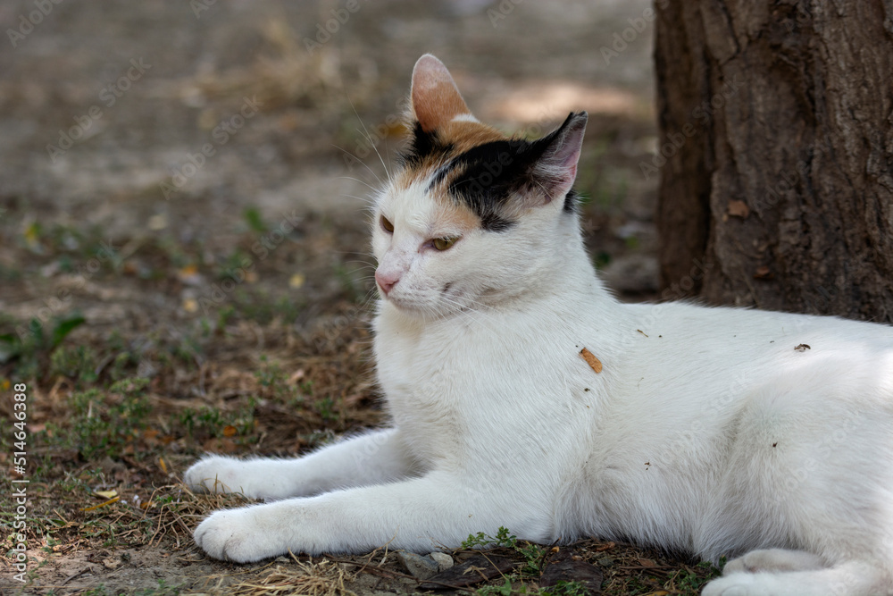 portrait of white cat looking at camera near tree portrait of white cat looking at camera near tree