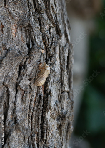 The empty exoskeleton of a dog-day cicada after molt. Macro shoot