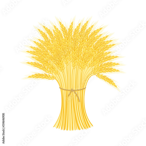 Sheaf of wheat isolated on white background. Agricultural cereal ears bunch. Vector cartoon flat illustration.