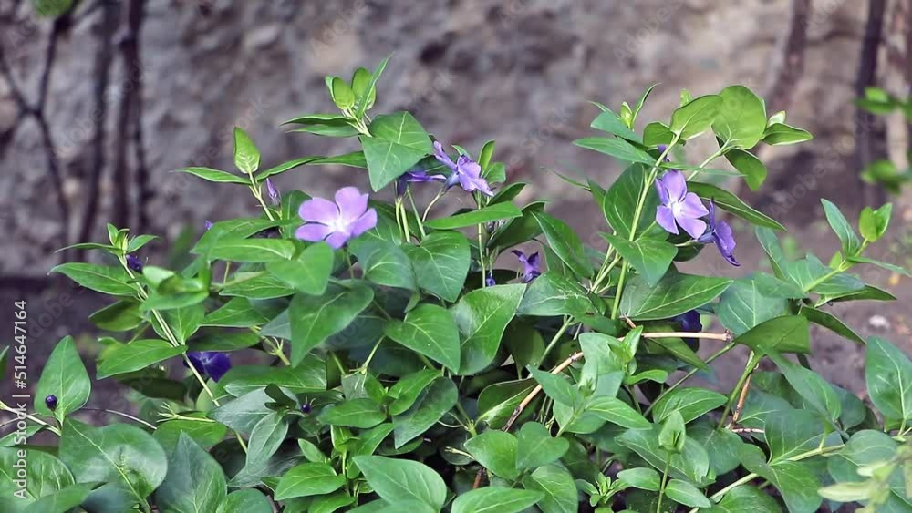 A Vinca minor plant in beautiful violet blooms A Vinca minor plant in beautiful violet blooms