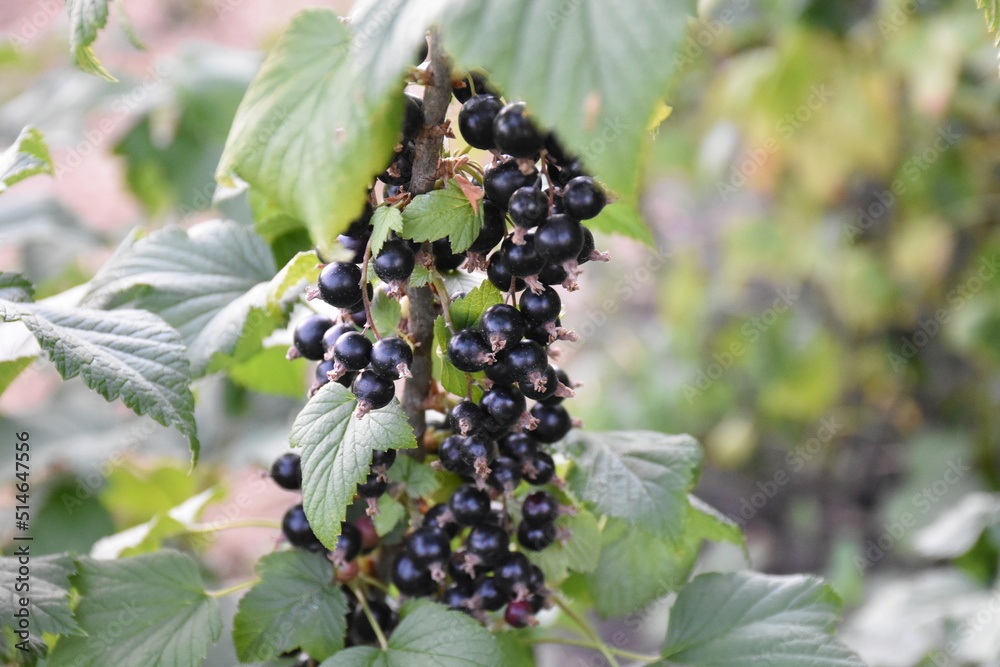black currant berries and green leaves