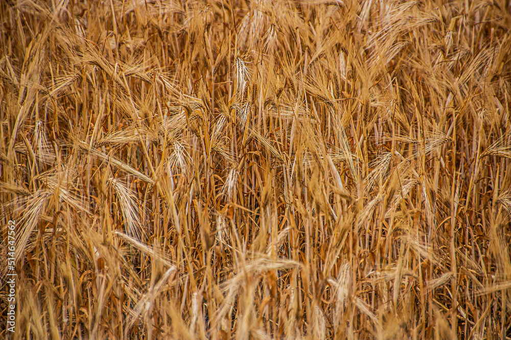 Wheat sprouts on the field close-up Wheat sprouts on the field close-up