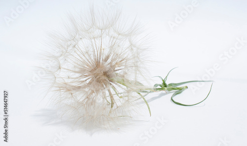 Airy dandelion flower isolated on white background