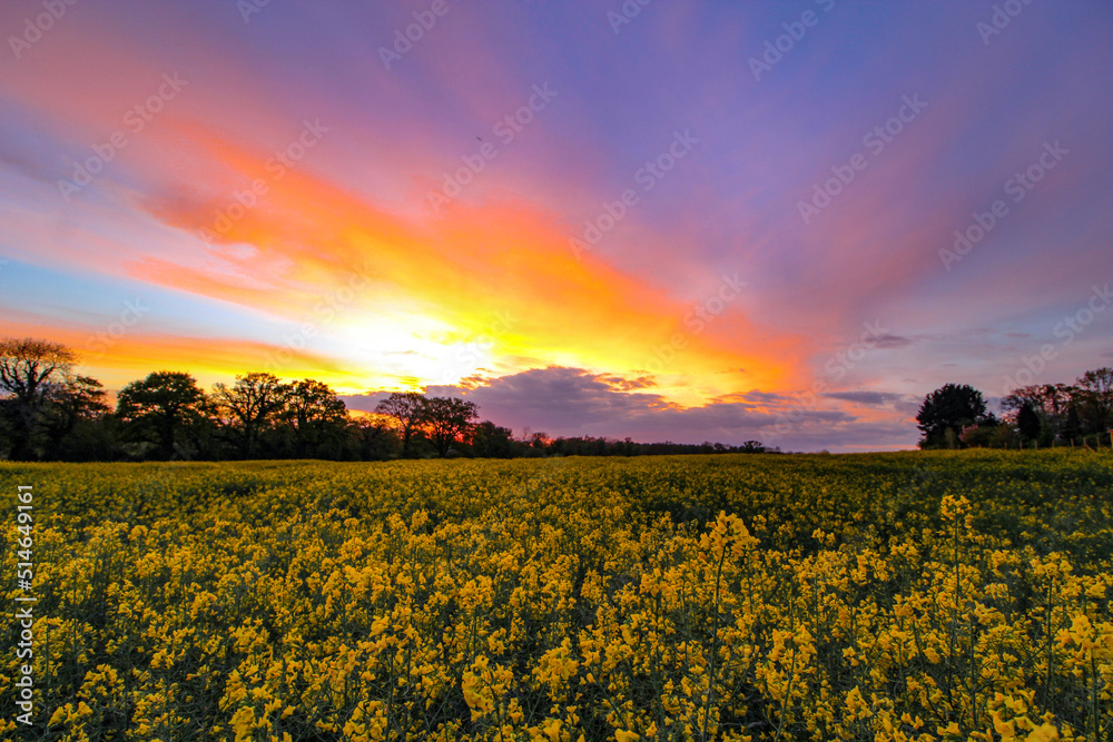 Obraz premium Sunset in a Rapeseed Field