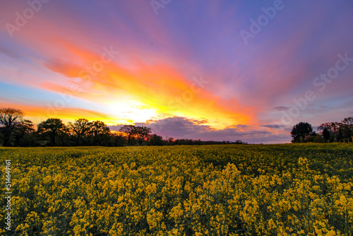 Sunset in a Rapeseed Field