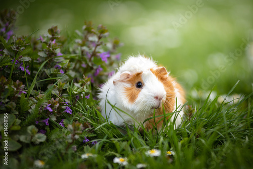 Guinea Pig in the Grass photo