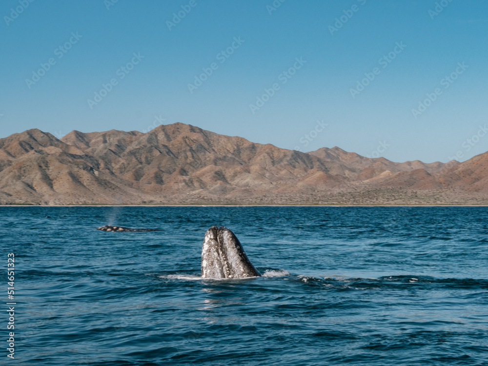 Fototapeta premium Gray Whale in Magdalena Bay, Baja California sur, Mexico