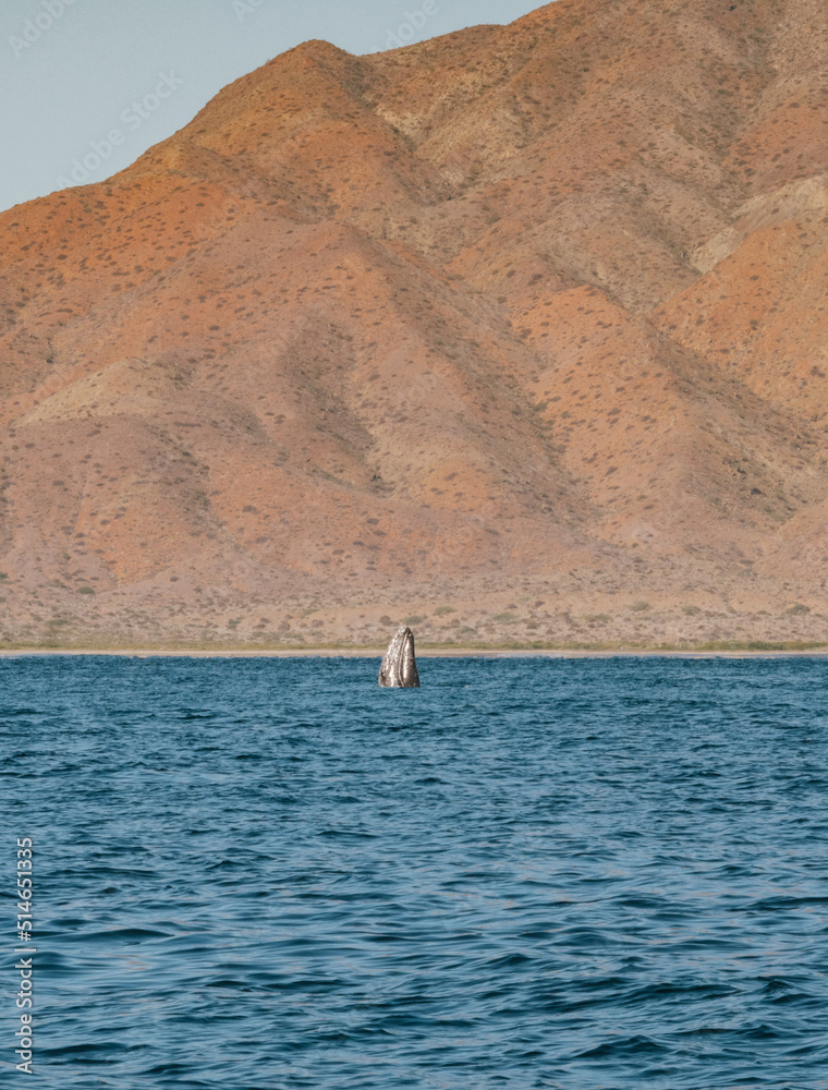 Obraz premium Gray Whale in Magdalena Bay, Baja California sur, Mexico