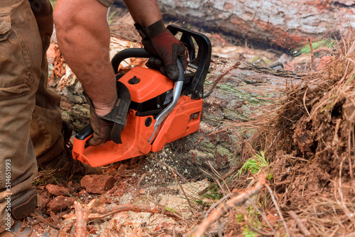 Utility worker cutting uprooted broken tree with sawn chainsaw after a violent storm
