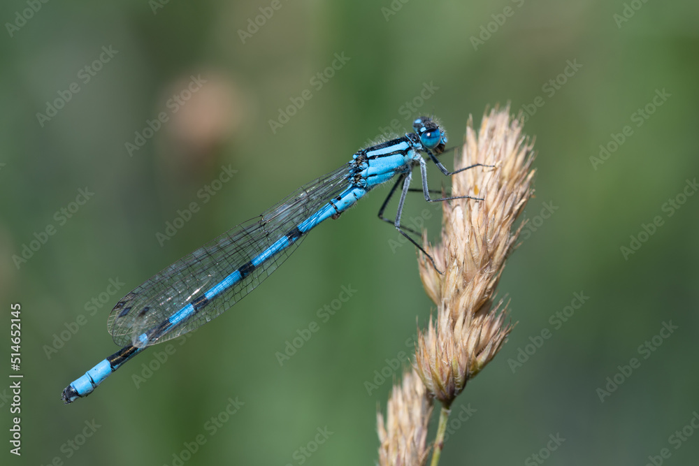 Close-up of a blue feather dragonfly sitting on a plant against a green background in nature. Close-up of a blue feather dragonfly sitting on a plant against a green background in nature.