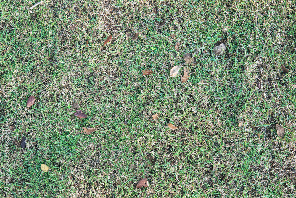 green japanese hair grass texture for background, Zoysia japonica