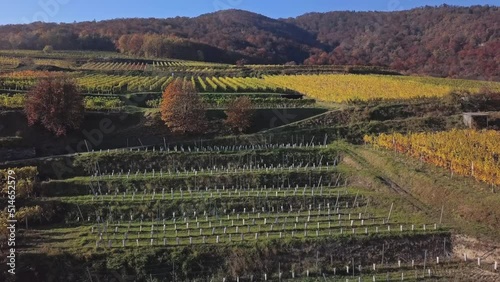 Aerial of vineyards, Wachau valley photo