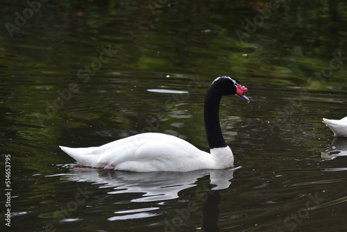 swan in a lagoon in southern Chile