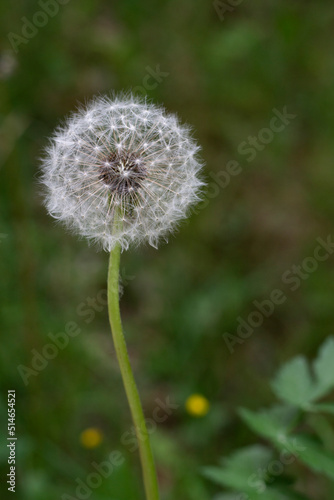 dandelion on green background