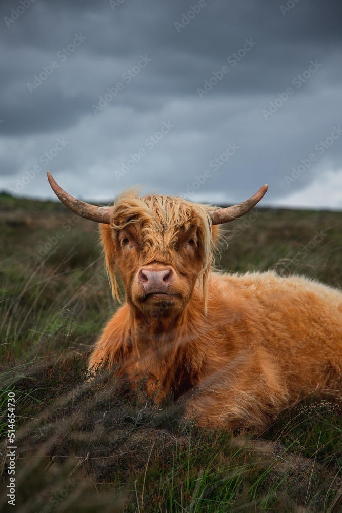 Highland cow in rugged and grassy landscape  