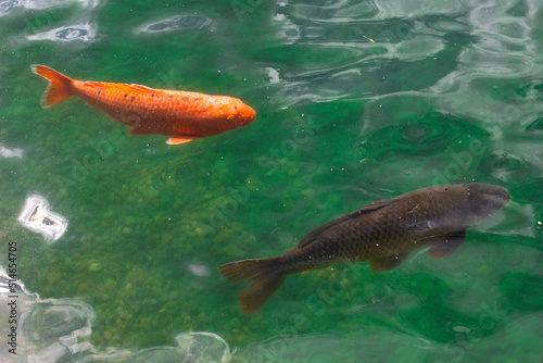 orange koi carp chinese fish in the pond jing jang