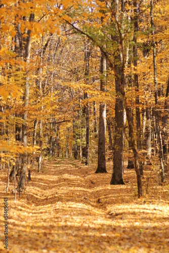 autumn in the forest
