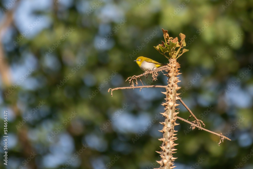 Indian white-eye (Zosterops palpebrosus), formerly the Oriental white-eye, observed in Bera in Rajasthan, India