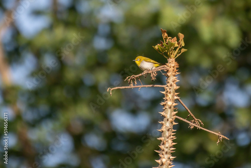 Indian white-eye (Zosterops palpebrosus), formerly the Oriental white-eye, observed in Bera in Rajasthan, India photo